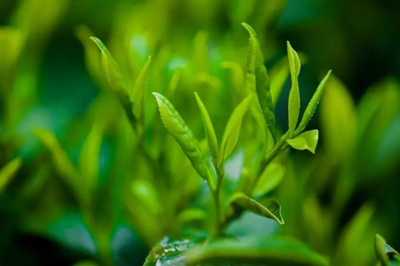 茶π×π 解碼年輕化品牌營銷與功能性茶飲研發新思路